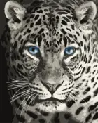 Картина по номерам на холсте 40х50 на подрамнике. "Голубоглазый леопард".