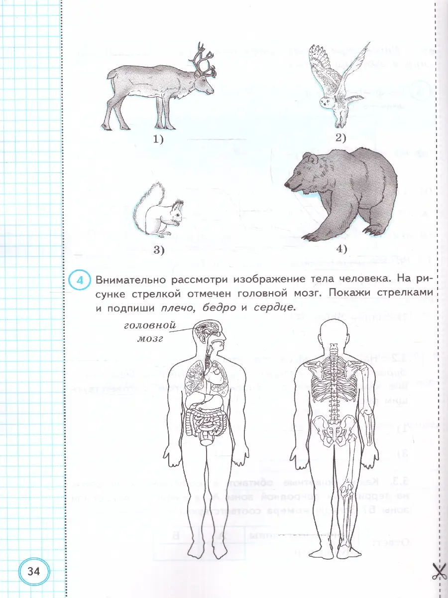 Волкова. Всероссийские проверочные работы (ВПР). Окружающий мир. 4 класс.  10 типовых заданий. ФИОКО. Статград — купить по ценам от 190 ₽ в Москве |  интернет-магазин Методлит.ру